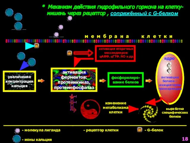 активация ферментов: протеинкиназ, протеинфосфатаз * Механизм действия гидрофильного гормона на клетку-мишень