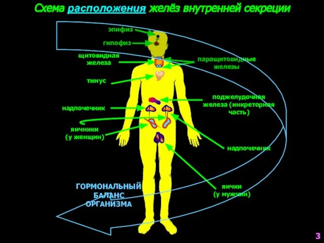 Схема расположения желёз внутренней секреции эпифиз гипофиз щитовидная железа паращитовидные железы