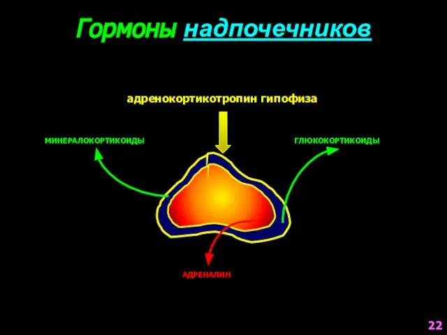 Гормоны надпочечников МИНЕРАЛОКОРТИКОИДЫ ГЛЮКОКОРТИКОИДЫ АДРЕНАЛИН адренокортикотропин гипофиза 22