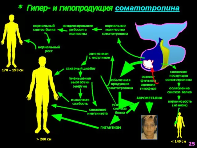 * Гипер- и гипопродукция соматотропина нормальное количество соматотропина конденсирование рибосом в