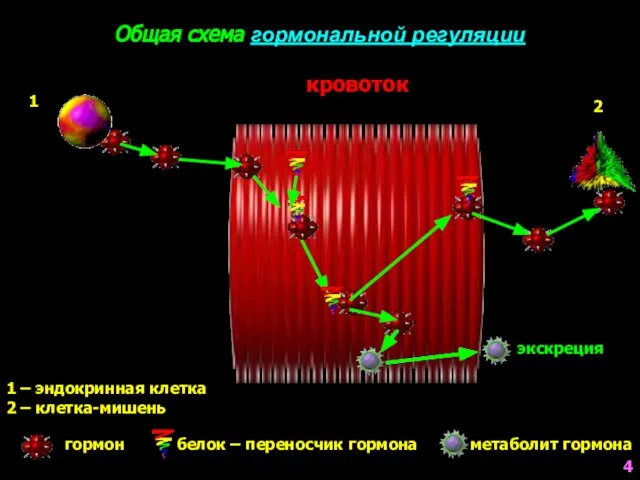 экскреция 1 – эндокринная клетка 2 – клетка-мишень гормон белок –