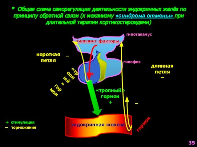 * Общая схема саморегуляции деятельности эндокринных желёз по принципу обратной связи