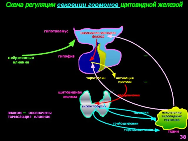 гипоталамус гипофиз щитовидная железа Схема регуляции секреции гормонов щитовидной железой тиротропин-рилизинг