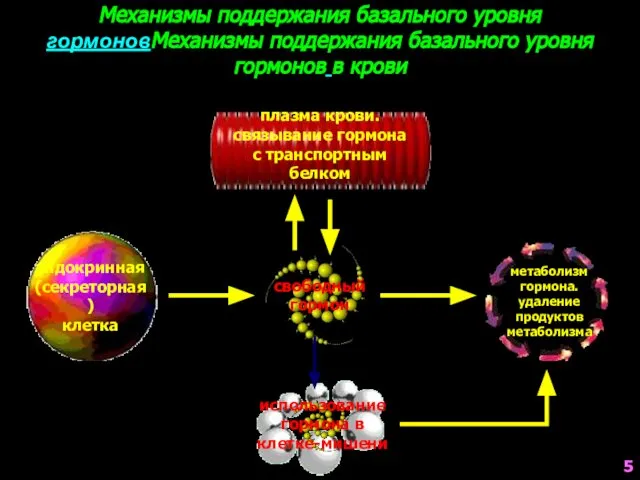 плазма крови. связывание гормона с транспортным белком Механизмы поддержания базального уровня