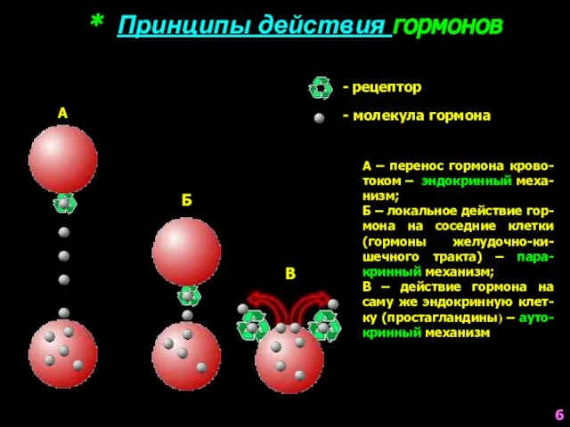 * Принципы действия гормонов А Б В - рецептор - молекула