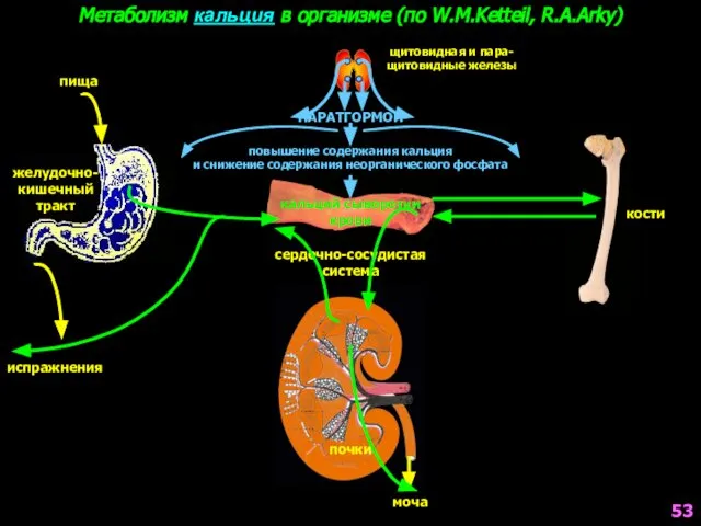 Метаболизм кальция в организме (по W.M.Ketteil, R.A.Arky) желудочно- кишечный тракт сердечно-сосудистая