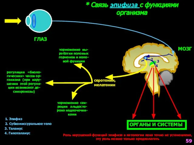 * Связь эпифиза с функциями организма 1 2 3 4 ОРГАНЫ