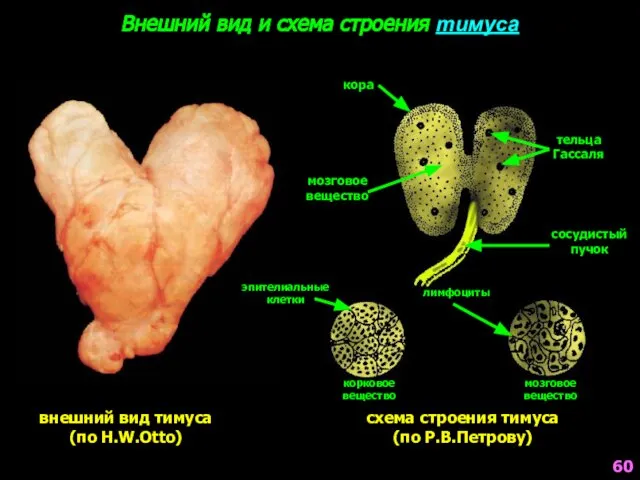 Внешний вид и схема строения тимуса внешний вид тимуса (по H.W.Otto)