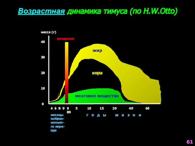 Возрастная динамика тимуса (по H.W.Otto) масса (г) 40 30 20 10