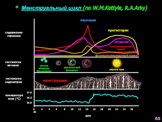 * Менструальный цикл (по W.M.Kettyle, R.A.Arky) овуляция содержание гормонов гистология яичника