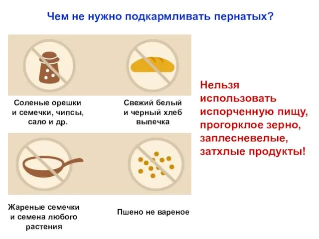 Чем не нужно подкармливать пернатых? Соленые орешки и семечки, чипсы, сало