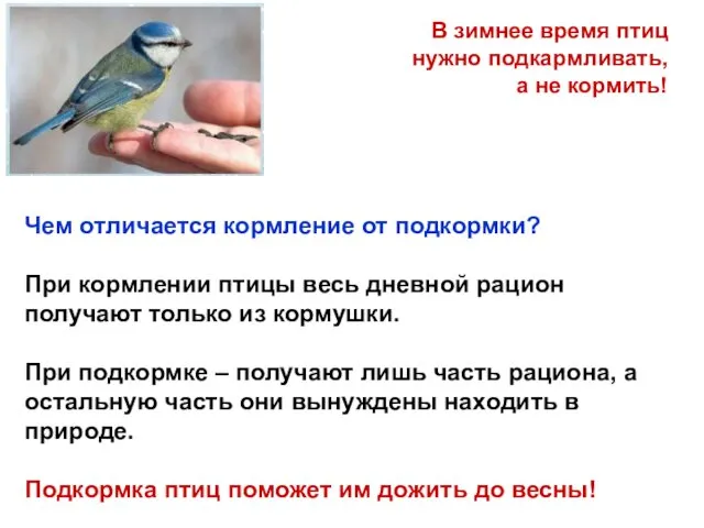 В зимнее время птиц нужно подкармливать, а не кормить! Чем отличается