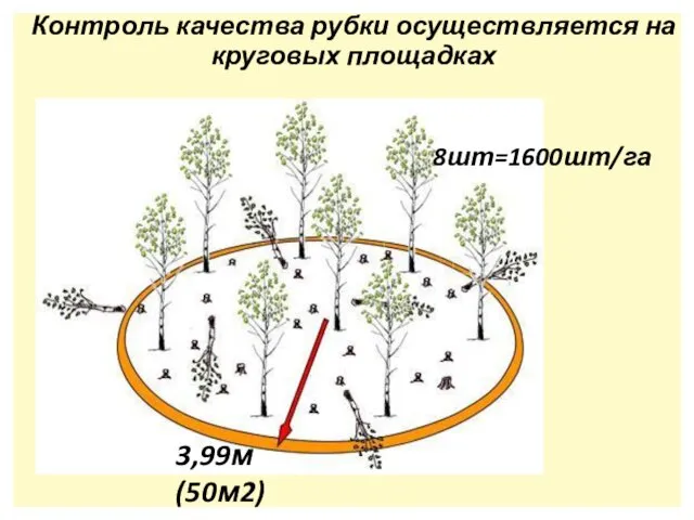 Контроль качества рубки осуществляется на круговых площадках 3,99м (50м2) 8шт=1600шт/га