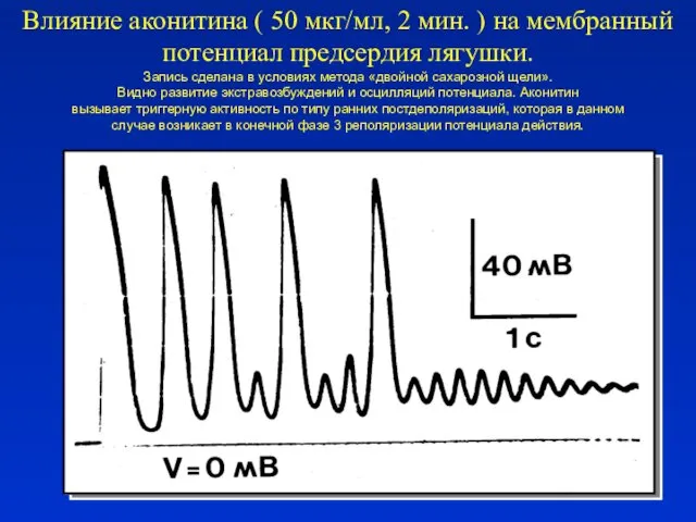 Влияние аконитина ( 50 мкг/мл, 2 мин. ) на мембранный потенциал