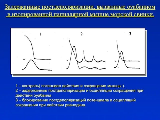 Задержанные постдеполяризации, вызванные оуабаином в изолированной папиллярной мышце морской свинки. 1