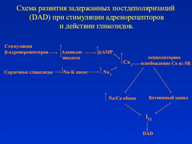 Cтимуляция β-адренорецепторов Аденилат [cAMP i циклаза Сердечные гликозиды Na-K насос Na