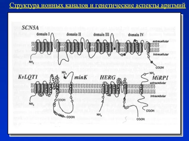 Структура ионных каналов и генетические аспекты аритмий