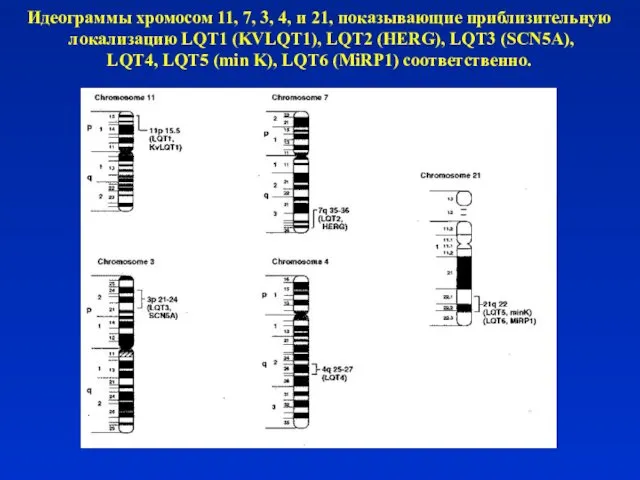 Идеограммы хромосом 11, 7, 3, 4, и 21, показывающие приблизительную локализацию