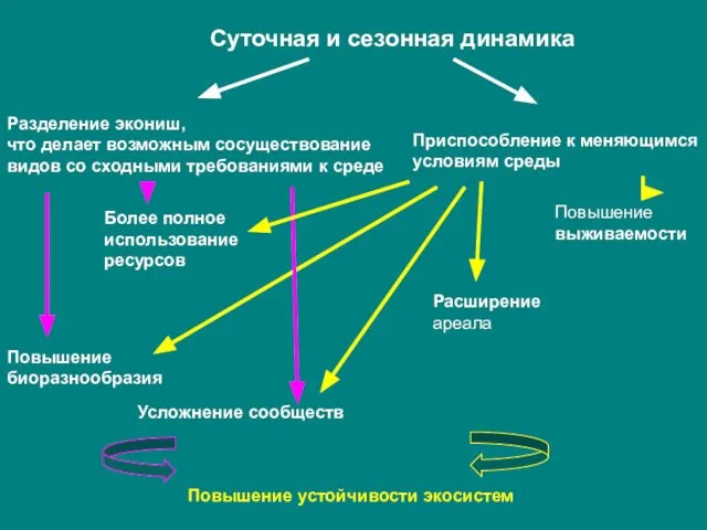 Суточная и сезонная динамика Разделение экониш, что делает возможным сосуществование видов