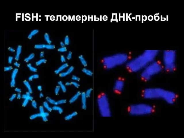 FISH: теломерные ДНК-пробы