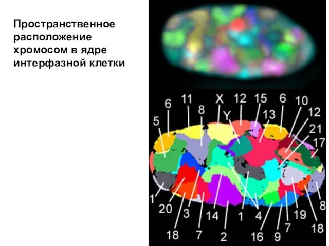 Пространственное расположение хромосом в ядре интерфазной клетки