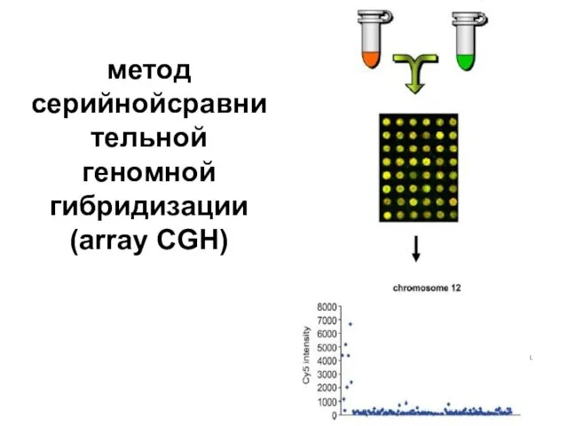 метод серийнойсравнительной геномной гибридизации (array CGH) Sanlaville et al. Arch. Pediatr. 2005