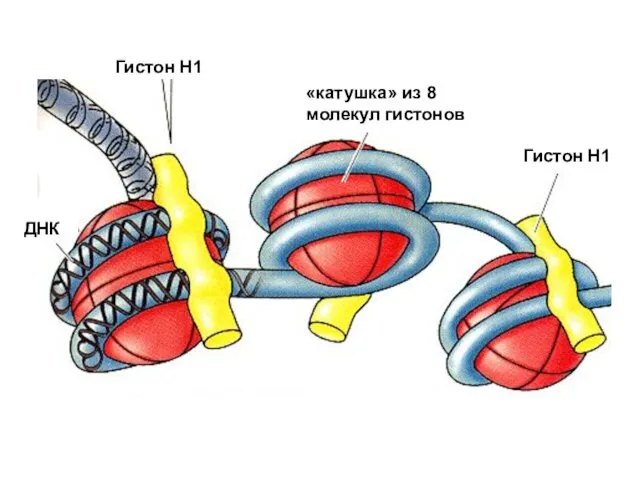 ДНК «катушка» из 8 молекул гистонов Гистон Н1 Гистон Н1
