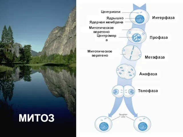 МИТОЗ