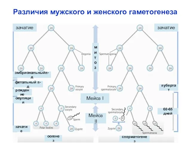 Различия мужского и женского гаметогенеза