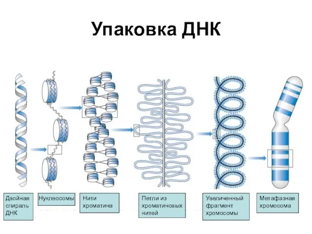 Упаковка ДНК