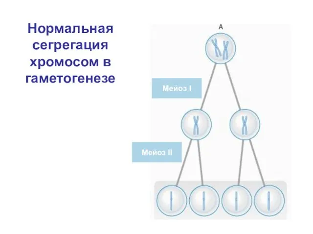 Нормальная сегрегация хромосом в гаметогенезе