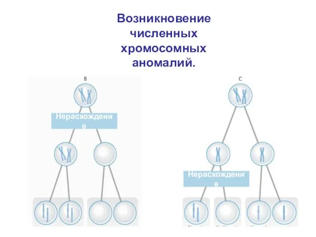 Возникновение численных хромосомных аномалий.