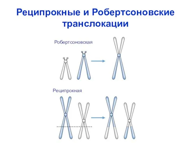 Реципрокные и Робертсоновские транслокации