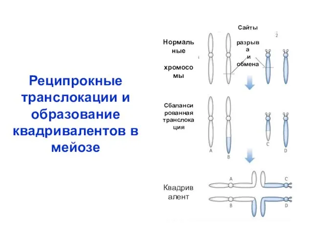 Реципрокные транслокации и образование квадривалентов в мейозе