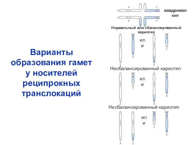 Варианты образования гамет у носителей реципрокных транслокаций