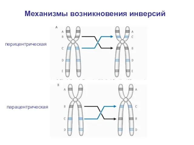 Механизмы возникновения инверсий перицентрическая парацентрическая