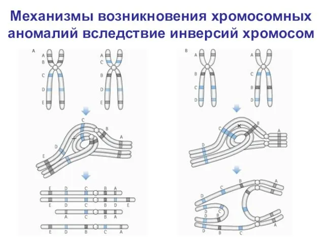 Механизмы возникновения хромосомных аномалий вследствие инверсий хромосом