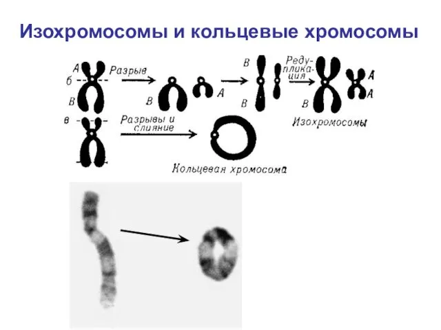 Изохромосомы и кольцевые хромосомы