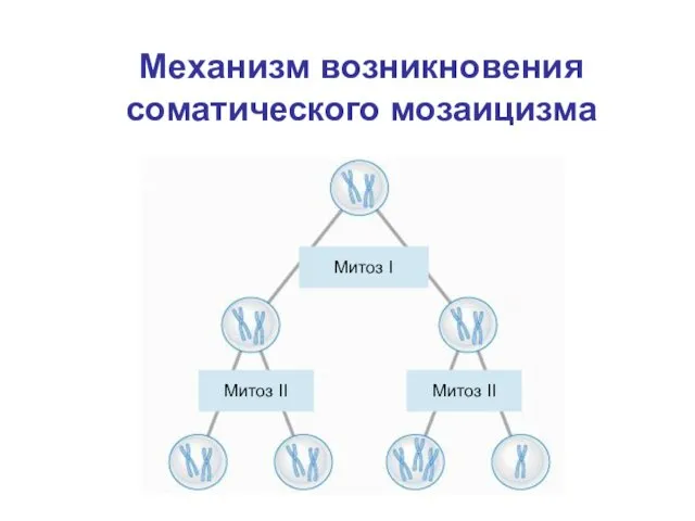 Механизм возникновения соматического мозаицизма