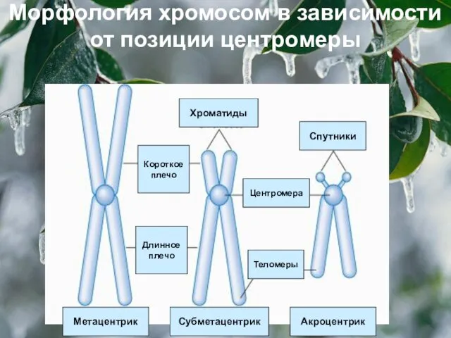 Морфология хромосом в зависимости от позиции центромеры