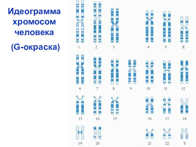 Идеограмма хромосом человека (G-окраска)