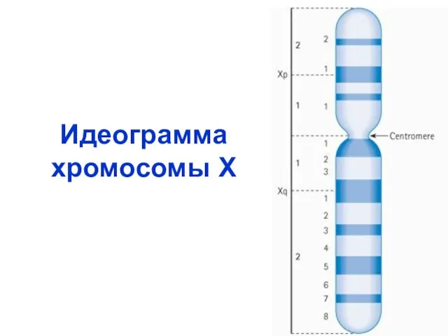 Идеограмма хромосомы Х