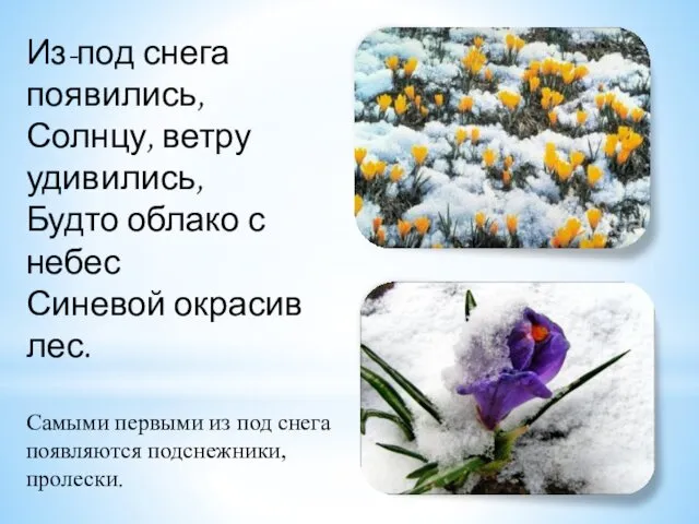 Из-под снега появились, Солнцу, ветру удивились, Будто облако с небес Синевой