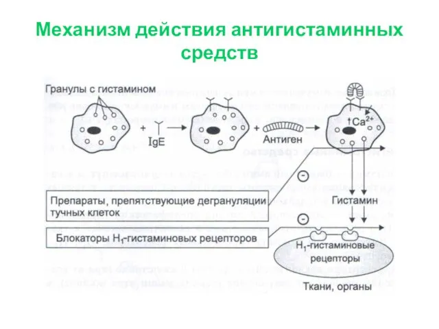 Механизм действия антигистаминных средств