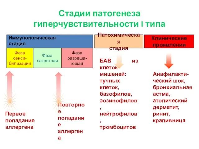 Стадии патогенеза гиперчувствительности I типа Иммунологическая стадия Патохимическая стадия Клинические проявления