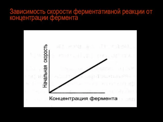 Зависимость скорости ферментативной реакции от концентрации фермента