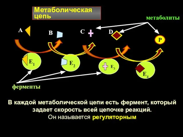 Метаболическая цепь Е1 Е2 Е4 А В С D Е3 Р