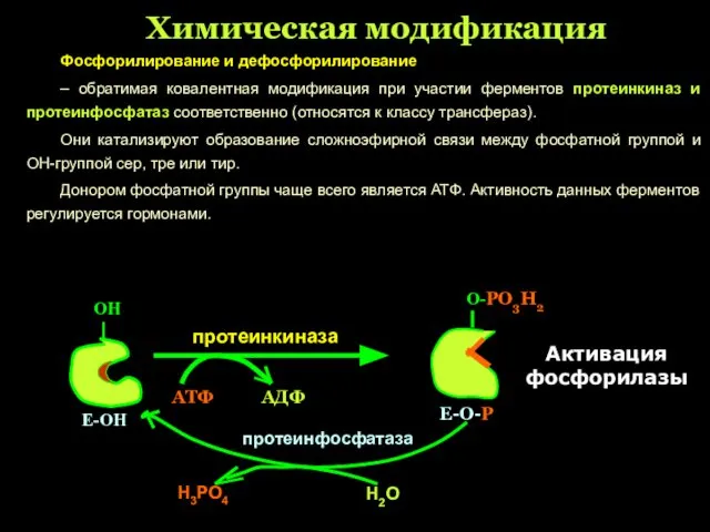 Химическая модификация Фосфорилирование и дефосфорилирование – обратимая ковалентная модификация при участии