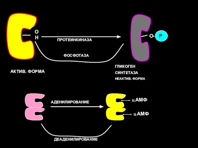 ОН ПРОТЕИНКИНАЗА АКТИВ. ФОРМА О- Р ГЛИКОГЕН СИНТЕТАЗА НЕАКТИВ. ФОРМА ФОСФОТАЗА