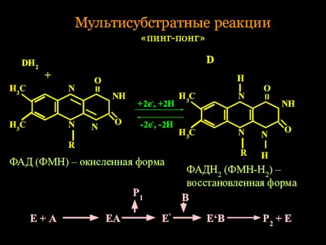 Мультисубстратные реакции «пинг-понг» Н3С Н3С N R N N O NH